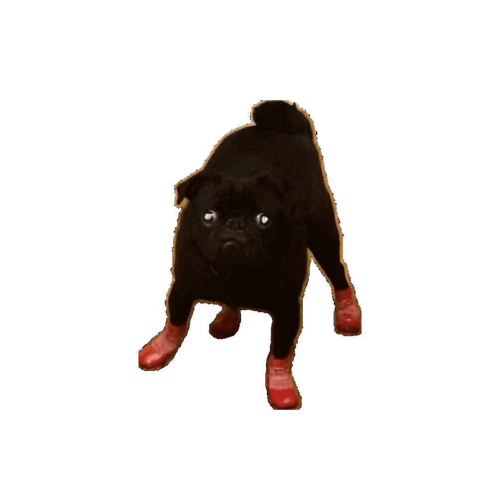 A cool bougie boi